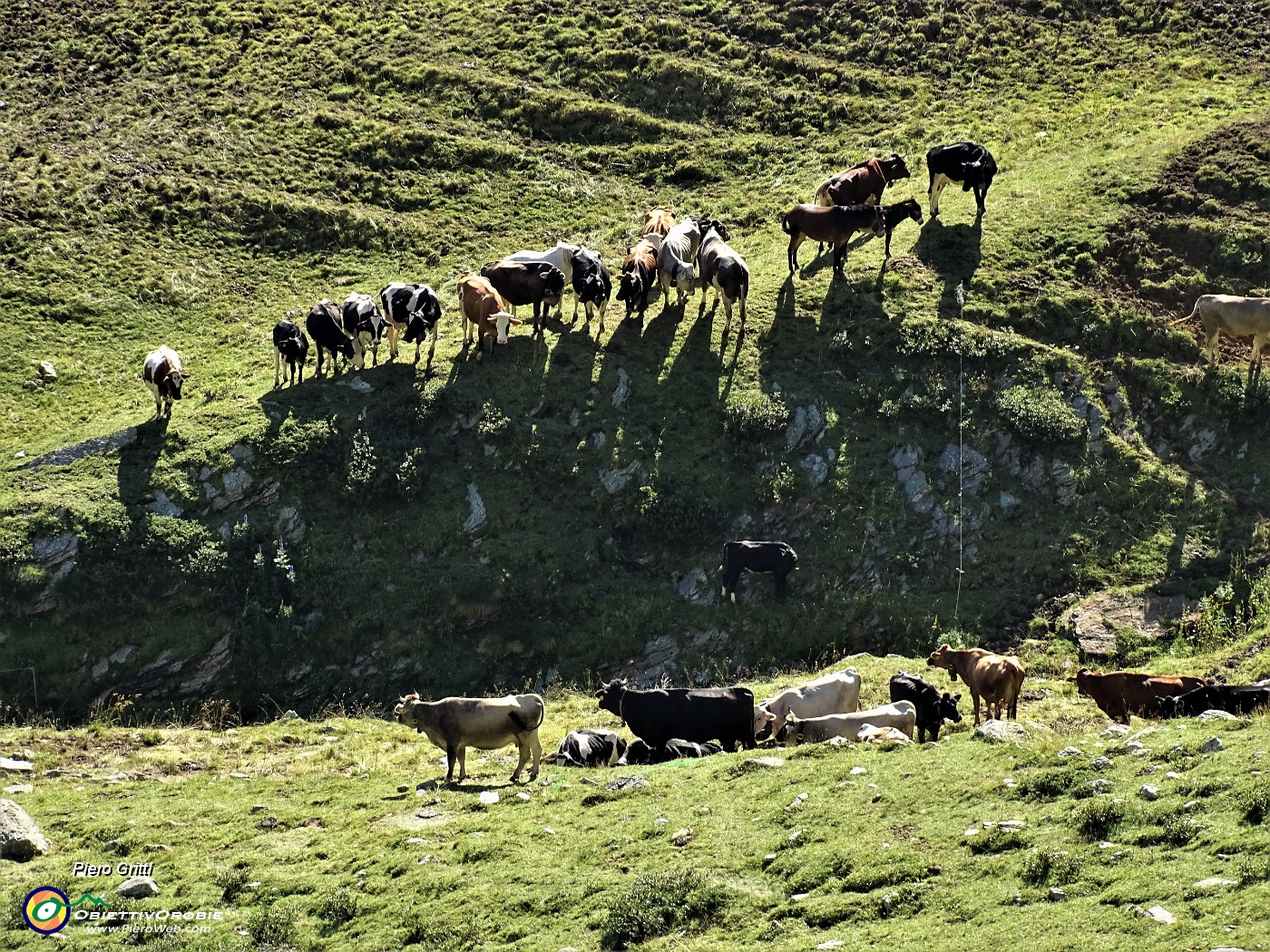 25 Mandrie al pascolo nella Valle di Ponteranica.JPG